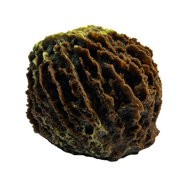 Giant Barrel Sponge #51507