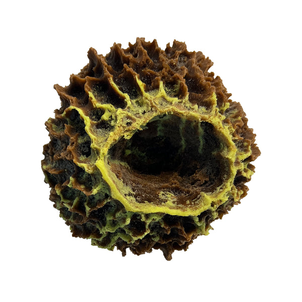Giant Barrel Sponge #51507