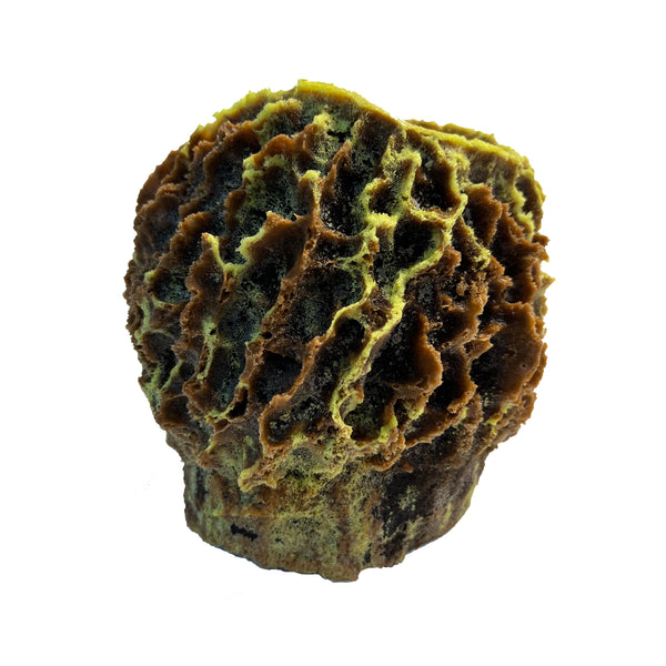 Giant Barrel Sponge #51507