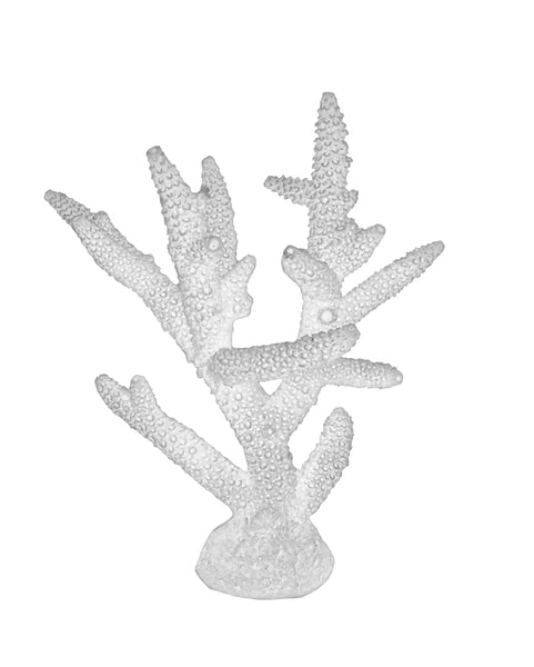 Acropora Cervicornis - Staghorn Coral #01101
