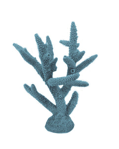 Acropora Cervicornis - Staghorn Coral #01101