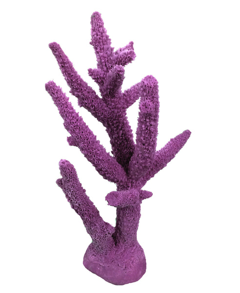 NEW NEW Acropora Cervicornis - Staghorn Coral #01102