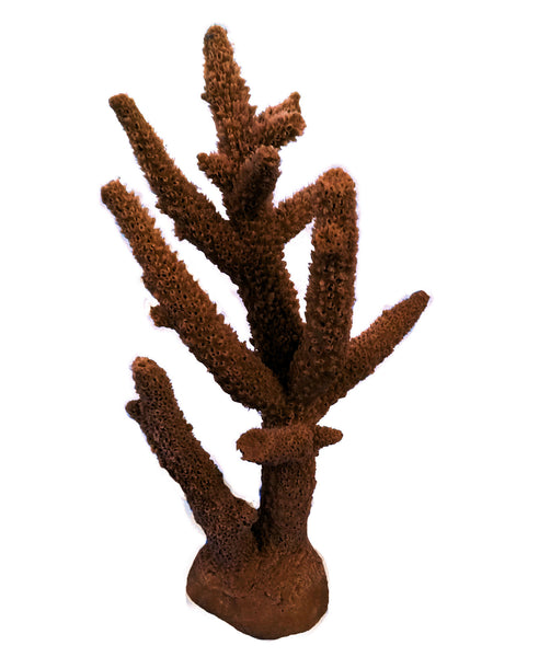 Acropora Cervicornis - Staghorn Coral #01102