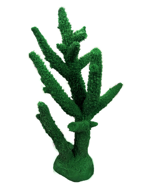 Acropora Cervicornis - Staghorn Coral #01102
