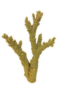 Acropora Florida - Branching Staghorn Coral #01202