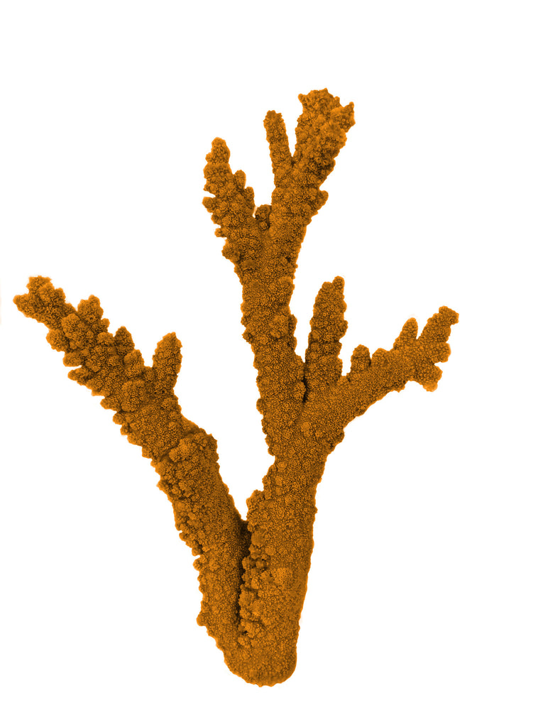 Acropora Florida - Branching Staghorn Coral #01202 – RocknReefs Inc.