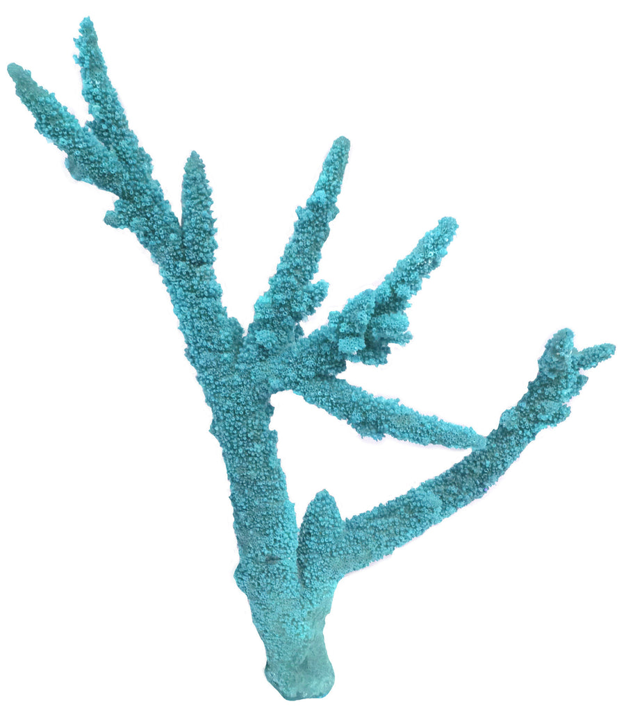 Acropora Grandis - Grande Staghorn Coral #01301 – RocknReefs Inc.