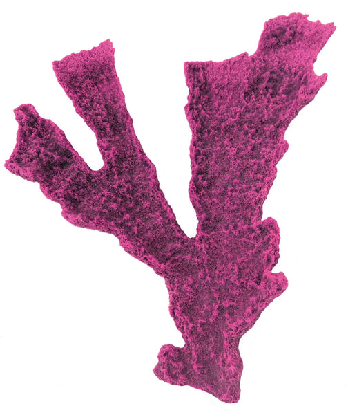 Acropora Palmata - Elkhorn Coral #01401