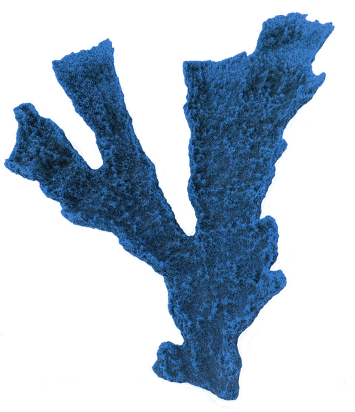 Acropora Palmata - Elkhorn Coral #01401