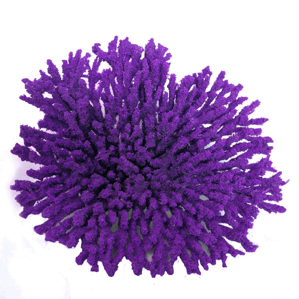 Acropora Cytherea - Table Coral #01501