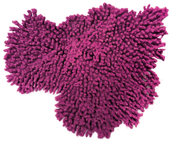 Acropora Cytherea - Large Table Coral #01502