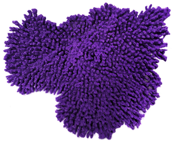 Acropora Cytherea - Large Table Coral #01502