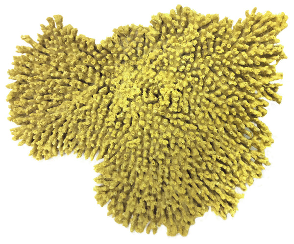 Acropora Cytherea - Large Table Coral #01502
