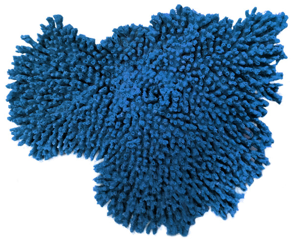 Acropora Cytherea - Large Table Coral #01502