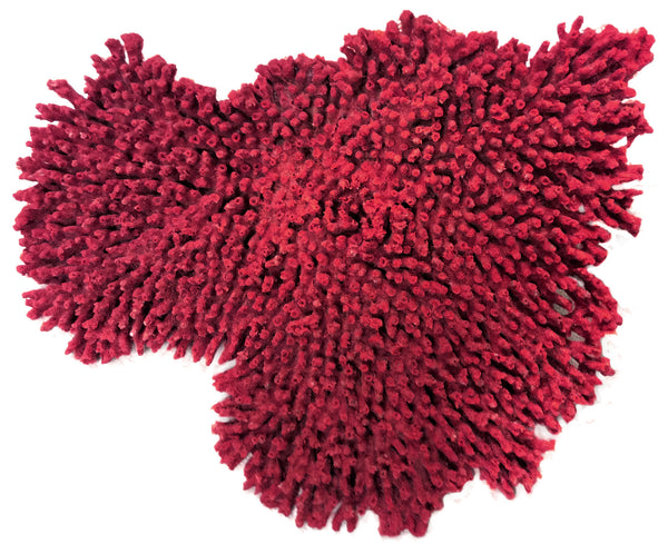 Acropora Cytherea - Large Table Coral #01502