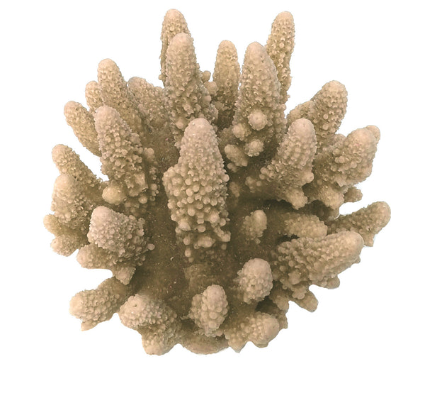 Acropora Gemmifera - Gem Coral #01601