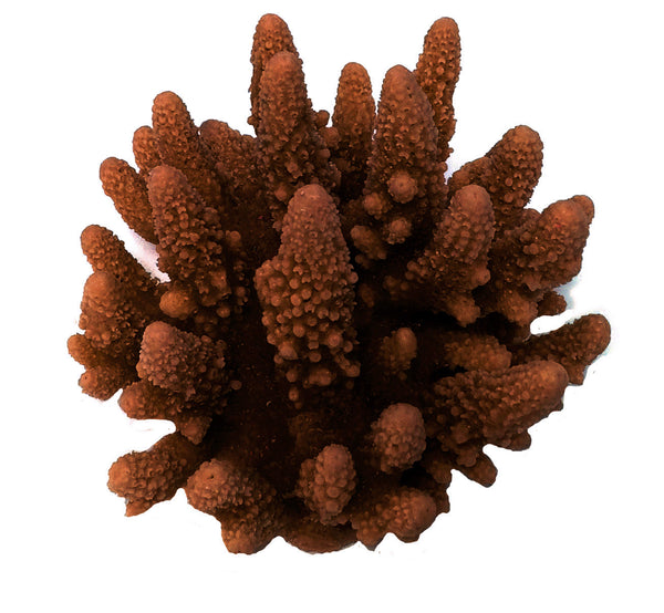 Acropora Gemmifera - Gem Coral #01601