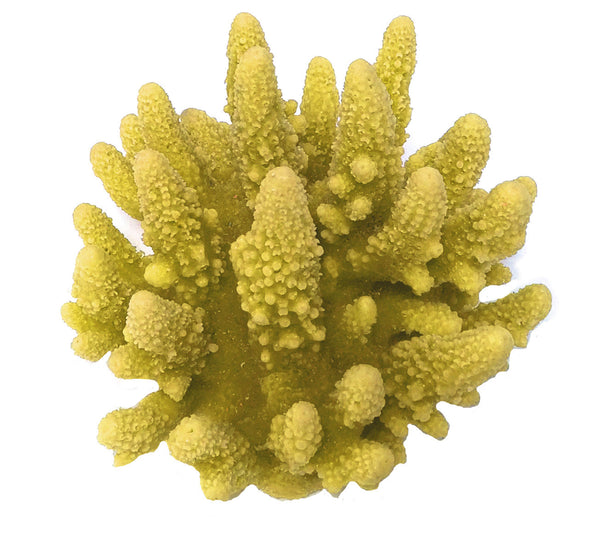 Acropora Gemmifera - Gem Coral #01601