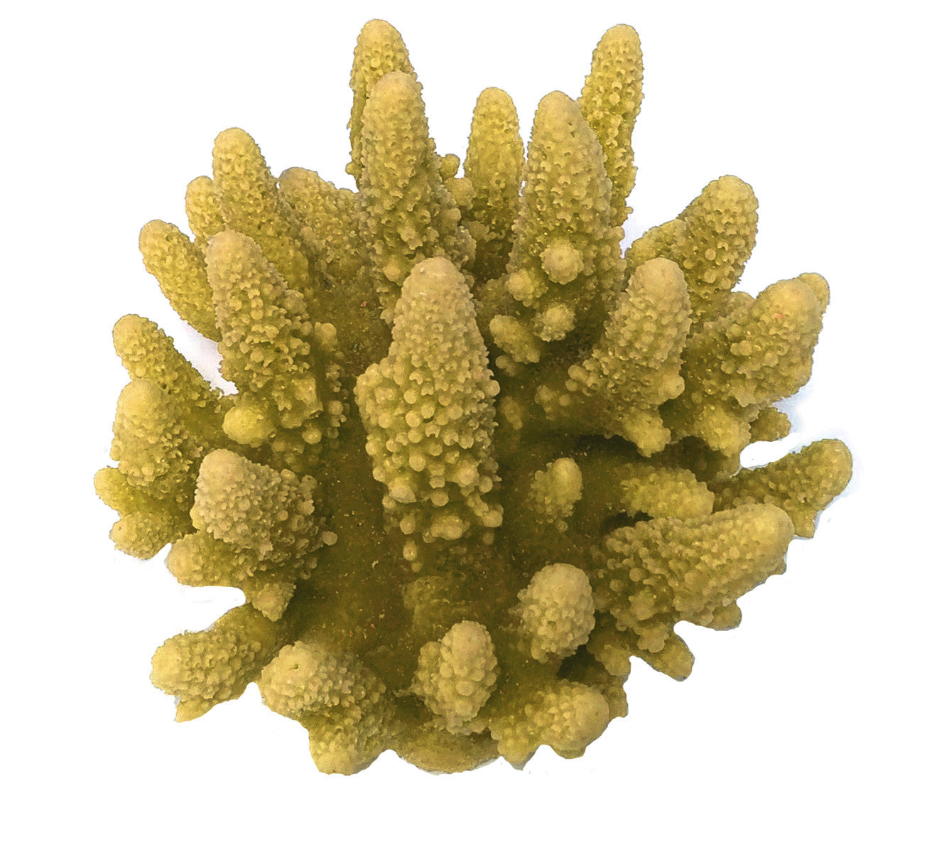 Acropora Gemmifera - Gem Coral #01601