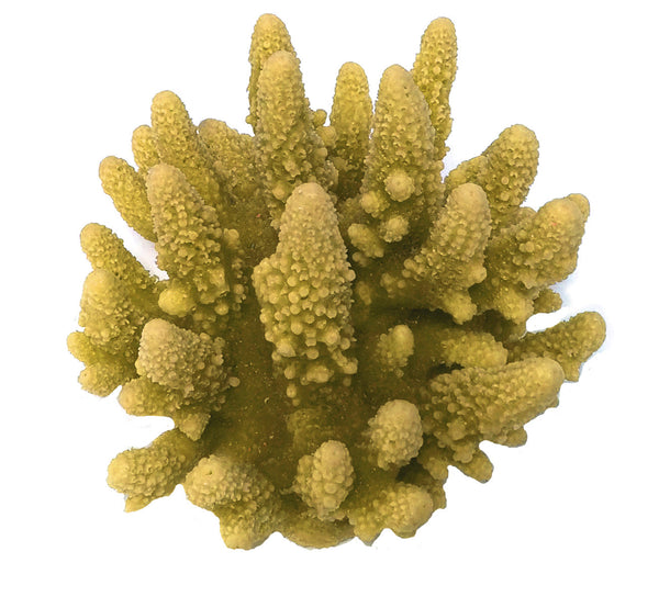 Acropora Gemmifera - Gem Coral #01601