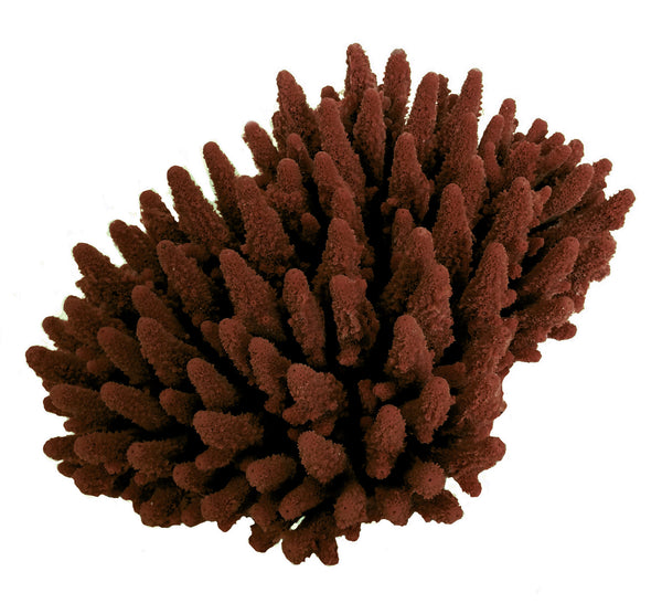 Acropora Gemmifera - Gem Coral #01602