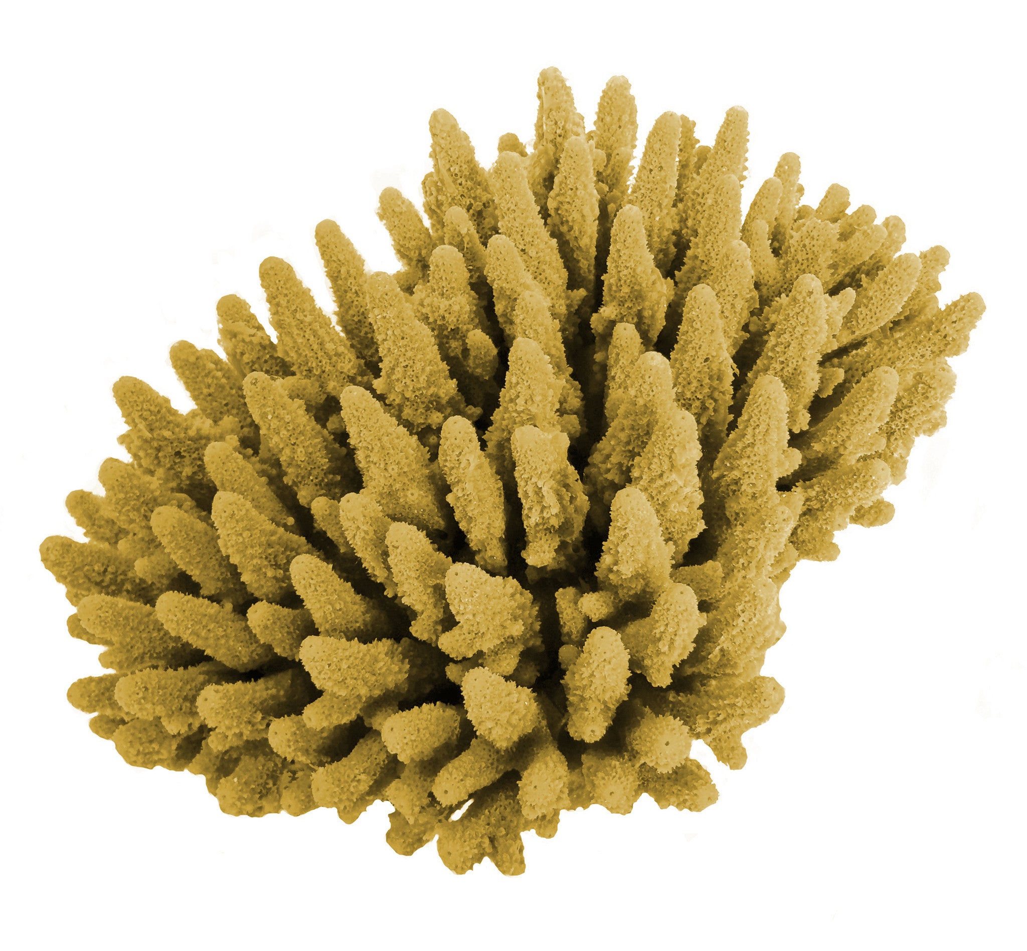 Acropora Gemmifera - Gem Coral #01602