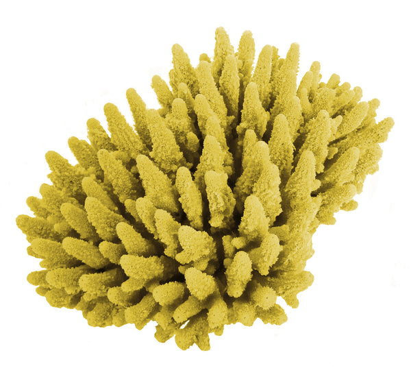 Acropora Gemmifera - Gem Coral #01602