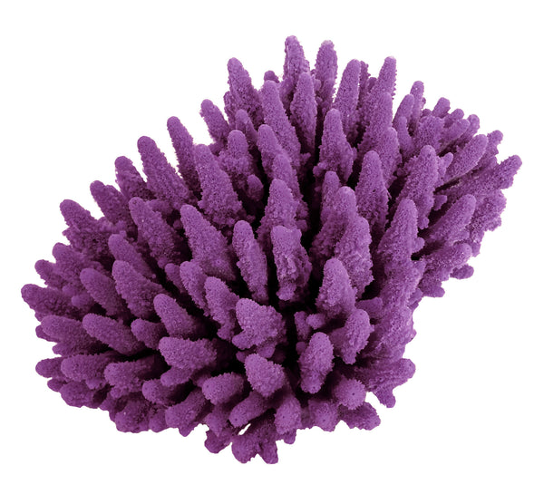 Acropora Gemmifera - Gem Coral #01602