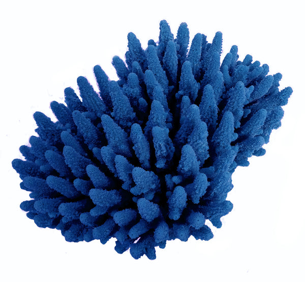Acropora Gemmifera - Gem Coral #01602