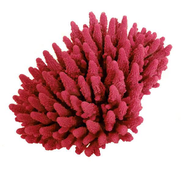 Acropora Gemmifera - Gem Coral #01602