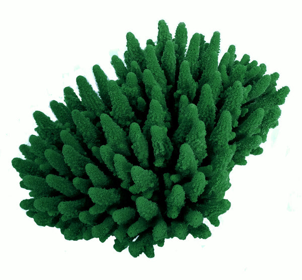 Acropora Gemmifera - Gem Coral #01602