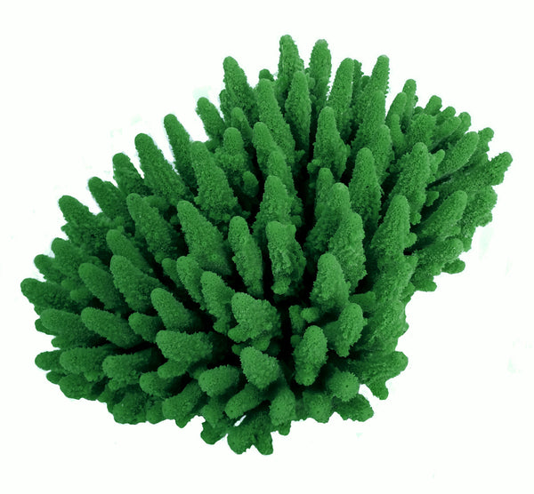 Acropora Gemmifera - Gem Coral #01602