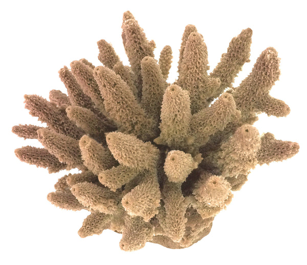 Acropora Gemmifera - Gem Coral #01604