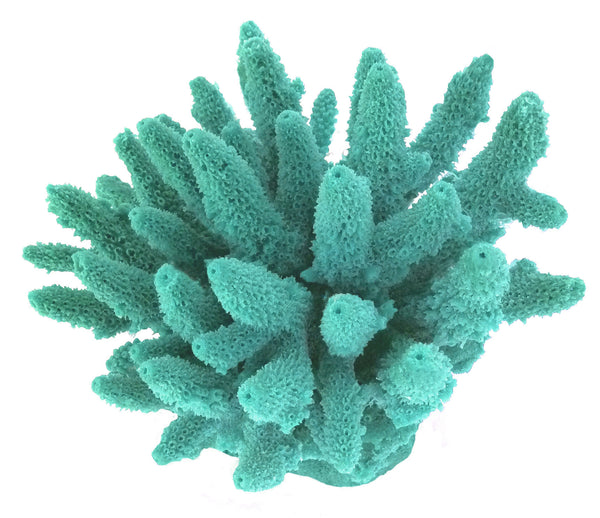 Acropora Gemmifera - Gem Coral #01604