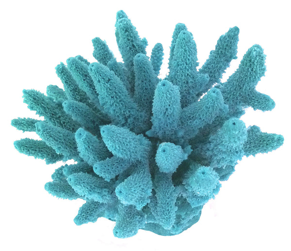 Acropora Gemmifera - Gem Coral #01604