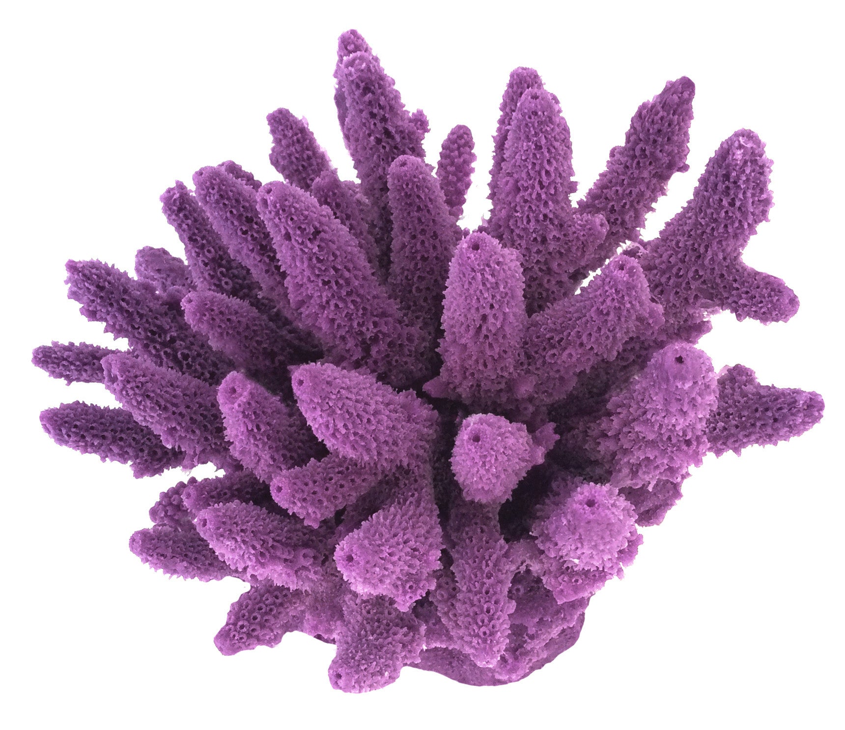 Acropora Gemmifera - Gem Coral #01604