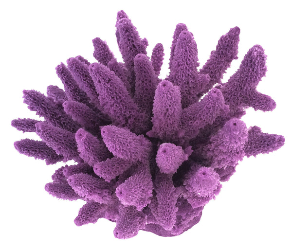 Acropora Gemmifera - Gem Coral #01604