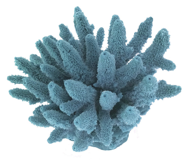 Acropora Gemmifera - Gem Coral #01604