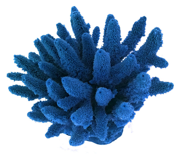 Acropora Gemmifera - Gem Coral #01604