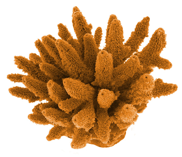 Acropora Gemmifera - Gem Coral #01604