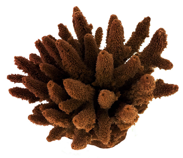 Acropora Gemmifera - Gem Coral #01604