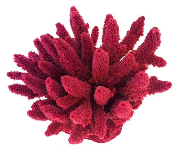 Acropora Gemmifera - Gem Coral #01604