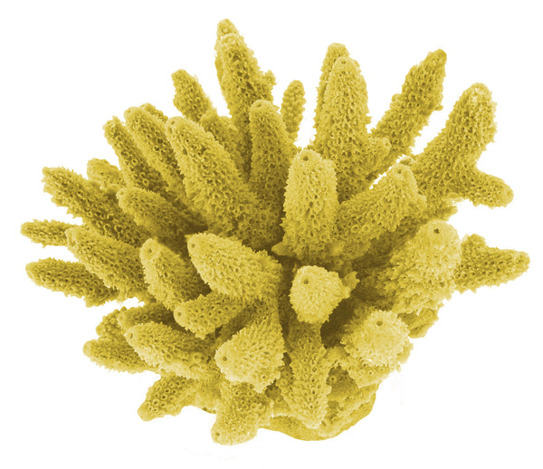 Acropora Gemmifera - Gem Coral #01604