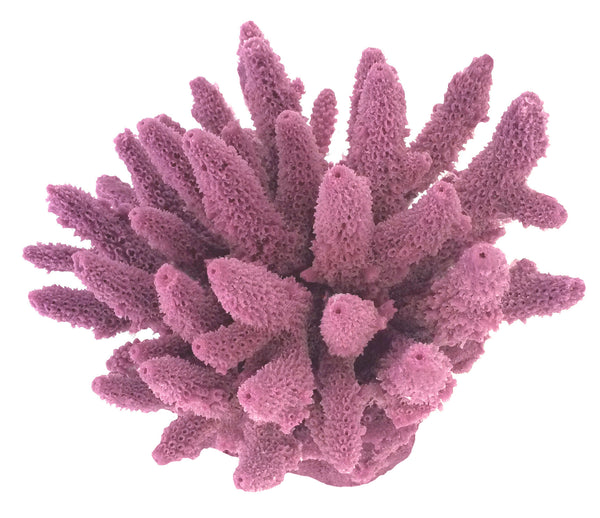 Acropora Gemmifera - Gem Coral #01604