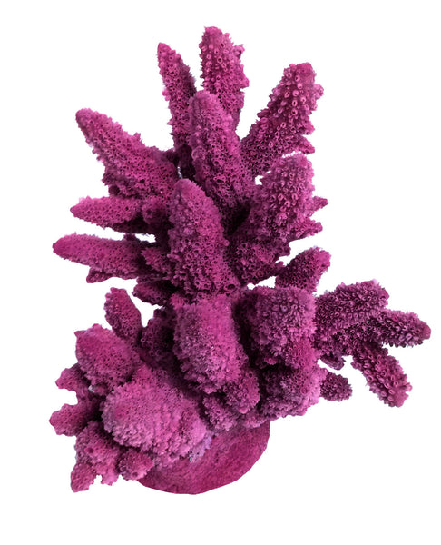Acropora Lutkeni - Barrier Reef Acropora #01801