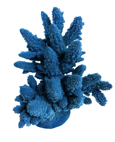 Acropora Lutkeni - Barrier Reef Acropora #01801