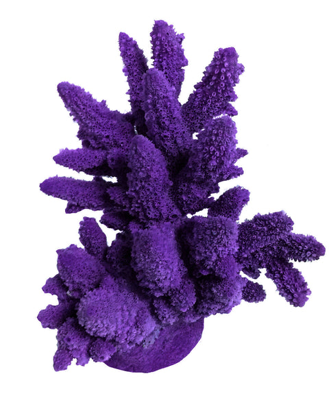 Acropora Lutkeni - Barrier Reef Acropora #01801