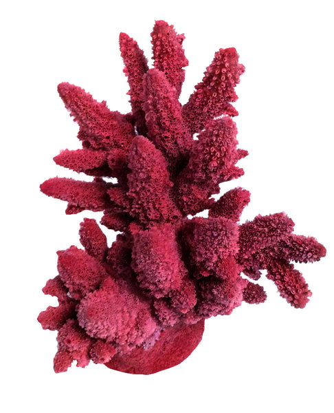 Acropora Lutkeni - Barrier Reef Acropora #01801