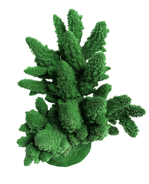 Acropora Lutkeni - Barrier Reef Acropora #01801