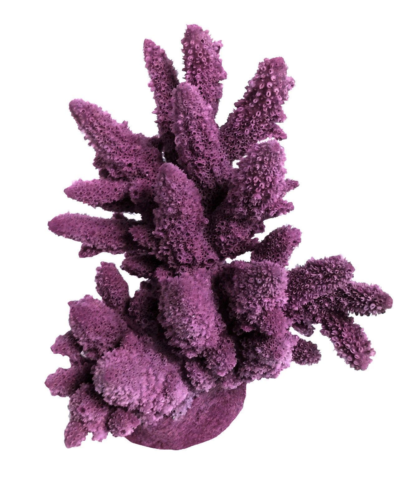 Acropora Lutkeni - Barrier Reef Acropora #01801